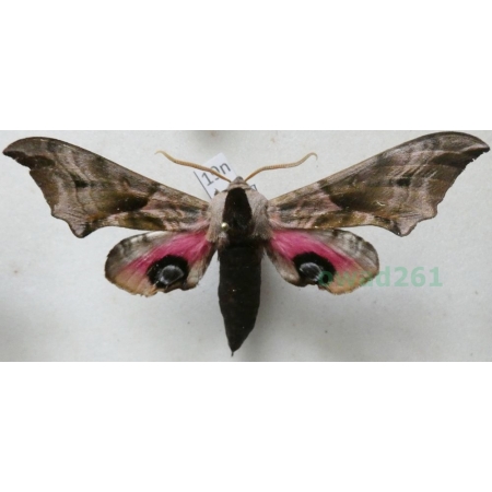 Smerinthus ocellata (Linnaeus, 1758) Nastrosz półpawik Poland19n